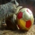 Meerkats playing football