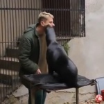 Feeding of Northern Fur Seals