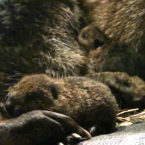 Beaver Family