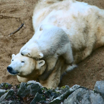 Polar bear cub 