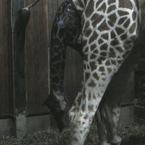 Birth of Giraffe