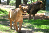 Lvi se vrátili do Zoo Brno 26. 8. 2017