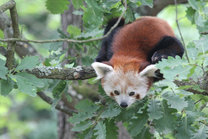 Opening of the New Exhibit for Red Pandas 6. 6. 2015