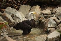 Opening of the New Aviary for Bald Eagles 5. 7. 2014