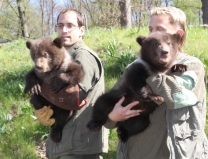 Vaccination of Young Bears 26.4.2012