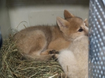 Christening of Arctic Wolves 30.06.2009