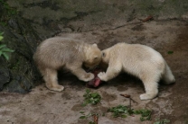 Christening of Polar Bears 24.05.2008