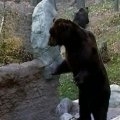 Kamchatka Brown Bears