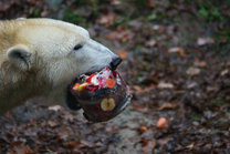 Birthday of Polar Bears 19. 11. 2016