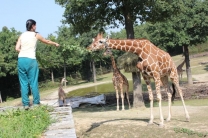 Christening of Giraffe Janette 22.08.2011