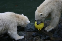 Birthday of Polar Bears 23.11.2008