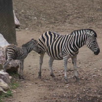 Foal of Chapman´s Zebra