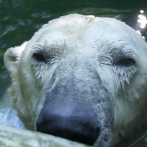 Polar Bear Umca