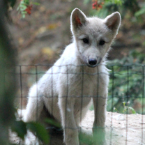 Arctic Wolf Cub