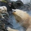 Polar Bear Cora