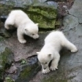 Polar Bear cubs 1