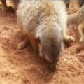 Meerkats having lunch