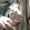 Chipping of South American Coati