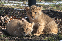 Lion Cubs 8. 3. 2018