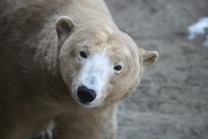 International Polar Bear Day 24. 2. 2018