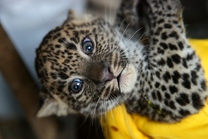 Sri Lankan Leopard Cubs 5. 1. 2018
