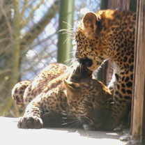 Sri Lankan Leopard Cubs