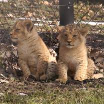 Lion Cubs