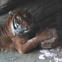 Enrichment for Tigers, Lions and Leopards