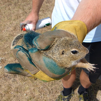 European Ground Squirrel Repatriation