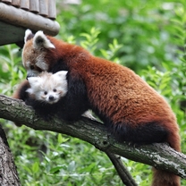 Mládě pandy červené