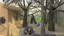 Zahájili jsme výstavbu nového zázemí pro šimpanze