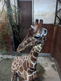 Brněnská zoo získala žirafího samce