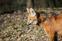 V Zoo Brno se narodila trojčata vlků hřivnatých