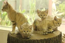 Trojčata kočky pouštní se zatím návštěvníkům neukázala