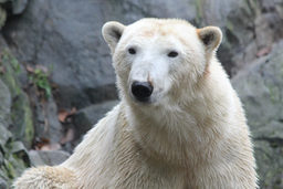 Novinky u ledních medvědů