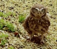 Little Owl