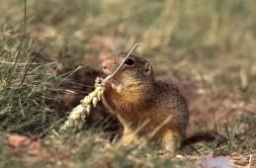 European Ground Squirrel