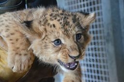 Lion Cubs 26. 2. 2018