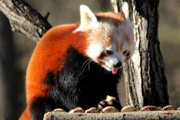 Red Panda 29. 1. 2018