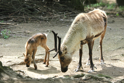 Zoo Brno nabízí nové zážitkové programy