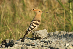 Eurasian Hoopoe