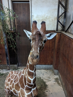 Brněnská zoo získala žirafího samce