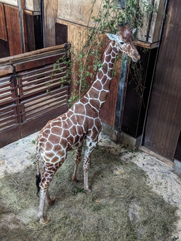 Brněnská zoo získala žirafího samce