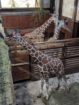 Brněnská zoo získala žirafího samce