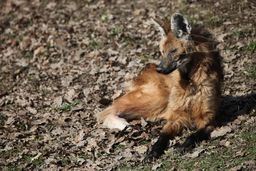 V Zoo Brno se narodila trojčata vlků hřivnatých