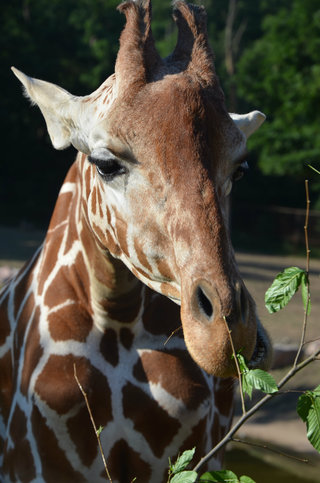 Světový den žiraf v Zoo Brno