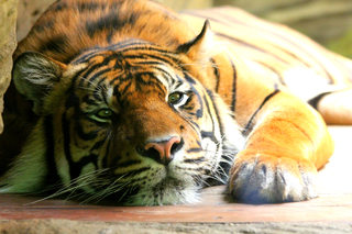 Mezinárodní den tygrů