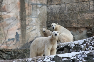 Polar Bears