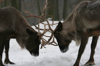 Reindeers