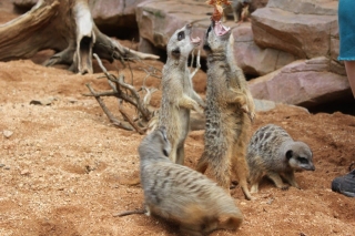 Meerkats